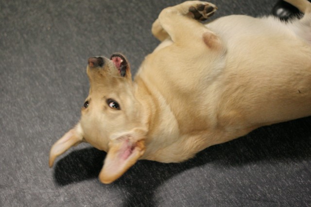 Chien association