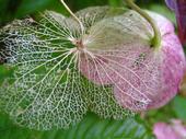Hortensia