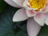 Nénuphar